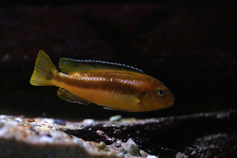 Pseudotropheus perileucos 'Likoma Island'